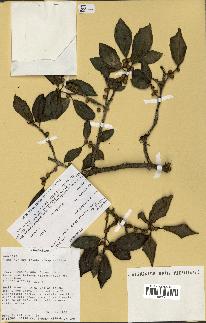 spécimen de Ficus reflexa