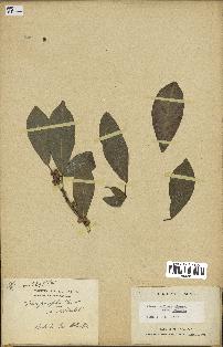 spécimen de Ficus reflexa
