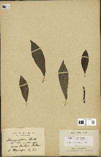 spécimen de Ficus reflexa