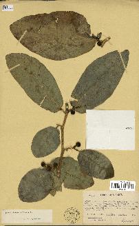spécimen de Ficus tinctoria