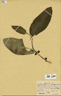spécimen de Ficus tinctoria