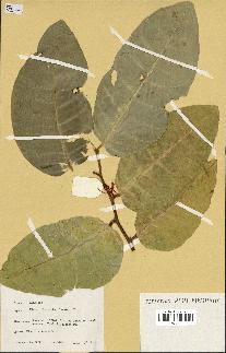 spécimen de Ficus tinctoria