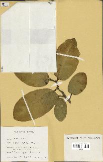 spécimen de Ficus tinctoria