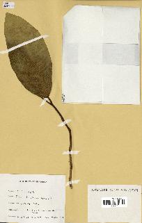 spécimen de Ficus tinctoria