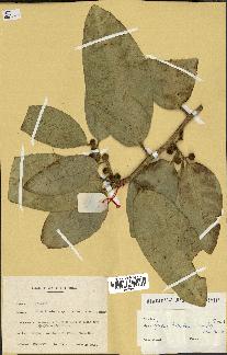 spécimen de Ficus tinctoria