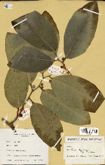 spécimen de Ficus tinctoria