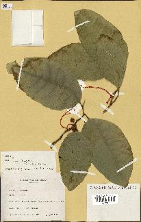spécimen de Ficus tinctoria