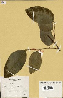 spécimen de Ficus tinctoria