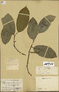spécimen de Ficus tinctoria