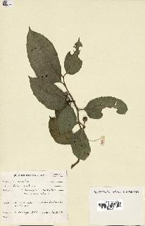 spécimen de Ficus tinctoria