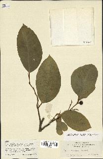 spécimen de Ficus tinctoria