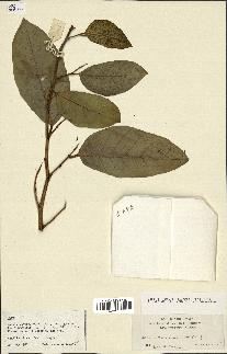 spécimen de Ficus tinctoria
