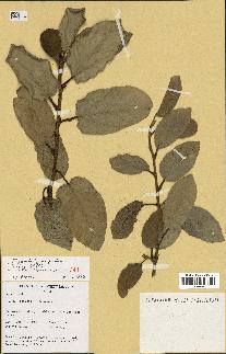 spécimen de Ficus pumila