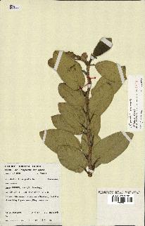 spécimen de Ficus pumila