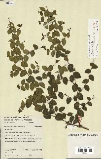 spécimen de Ficus pumila