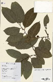 spécimen de Ficus tinctoria