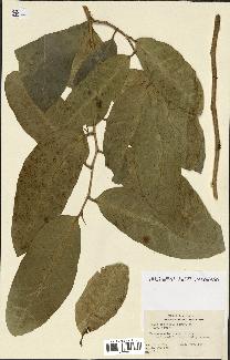spécimen de Ficus tinctoria