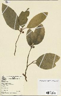 spécimen de Ficus tinctoria