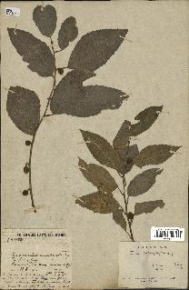 spécimen de Ficus heterophylla