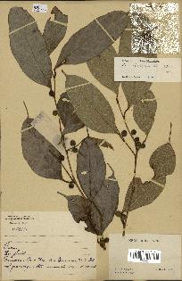 spécimen de Ficus heterophylla