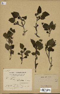 spécimen de Ficus carica