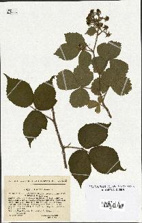 spécimen de Rubus foliosus