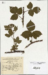 spécimen de Rubus menkei