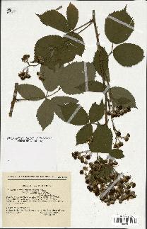 spécimen de Rubus thyrsoideus