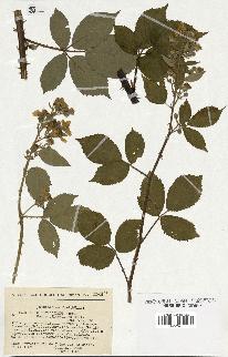 spécimen de Rubus thyrsoideus