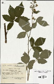 spécimen de Rubus thyrsoideus