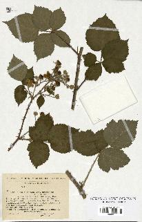 spécimen de Rubus procerus