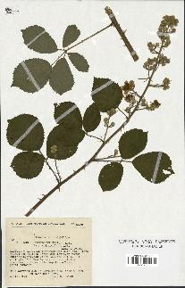 spécimen de Rubus cuspidifer