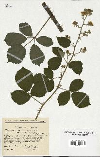 spécimen de Rubus cuspidifer