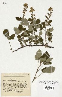 spécimen de Rubus tomentosus
