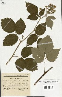 spécimen de Rubus arduennensis