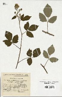 spécimen de Rubus ulmifolius x tomentosus