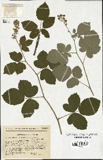 spécimen de Rubus ulmifolius x tomentosus