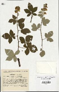 spécimen de Rubus ulmifolius x tomentosus