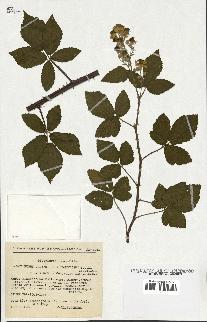 spécimen de Rubus ulmifolius x tomentosus