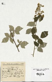 spécimen de Rubus ulmifolius x tomentosus