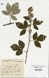 spécimen de Rubus ulmifolius x tomentosus