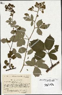 spécimen de Rubus godronii