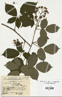 spécimen de Rubus macrostachys