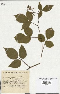 spécimen de Rubus hirtus