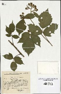 spécimen de Rubus hirtus