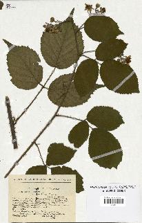 spécimen de Rubus hirtus