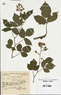 spécimen de Rubus hirtus