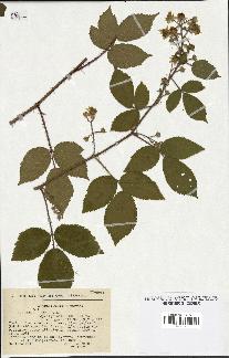 spécimen de Rubus hirtus