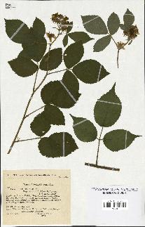 spécimen de Rubus serpens