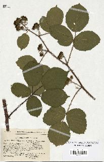 spécimen de Rubus melanoxylon